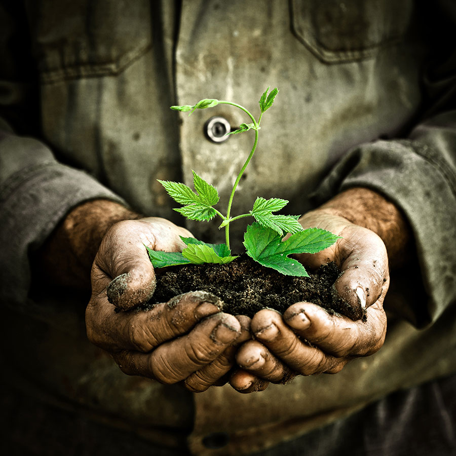 Umweltschutz bei Duni | Hände mit Pflanze in der Hand